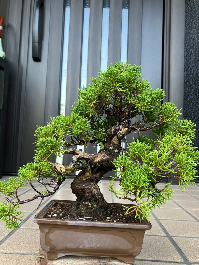 ◉超大特価！ 真柏糸魚川 超極太　極上品　究極の逸品！超お勧め品　早いもの勝ち