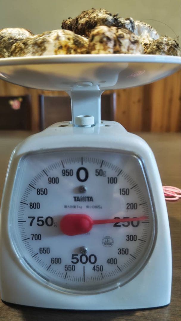 国産松茸 235g 7本 蕾　兵庫北部 但馬産 特上 1029 朝