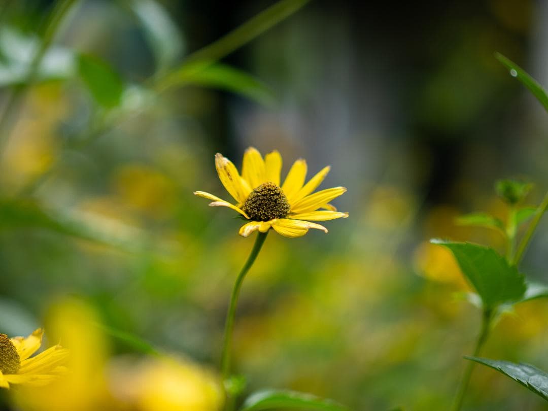 レンズ(単焦点) LEICA DG NOCTICRON 42.5mm F1.2 H-NS043