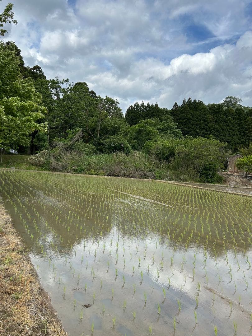 令和7年石川県産　農家のお米　こしひかり　玄米　10キロ