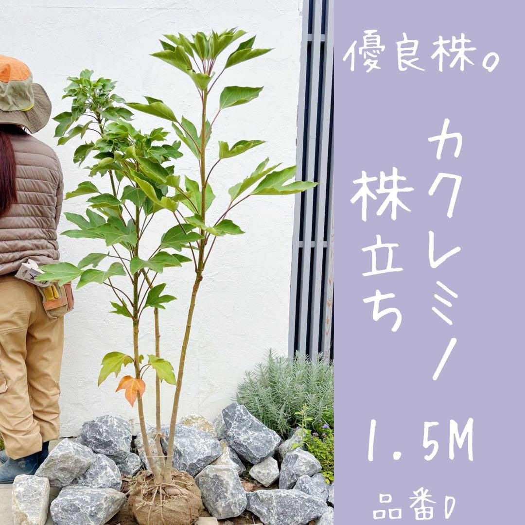 優良株。カクレミノ株立ち1.5M(鉢底から)品番D