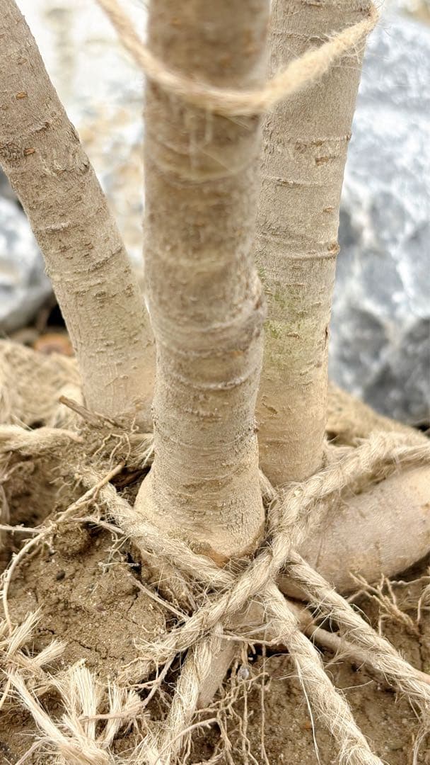 優良株。カクレミノ株立ち1.5M(鉢底から)品番D