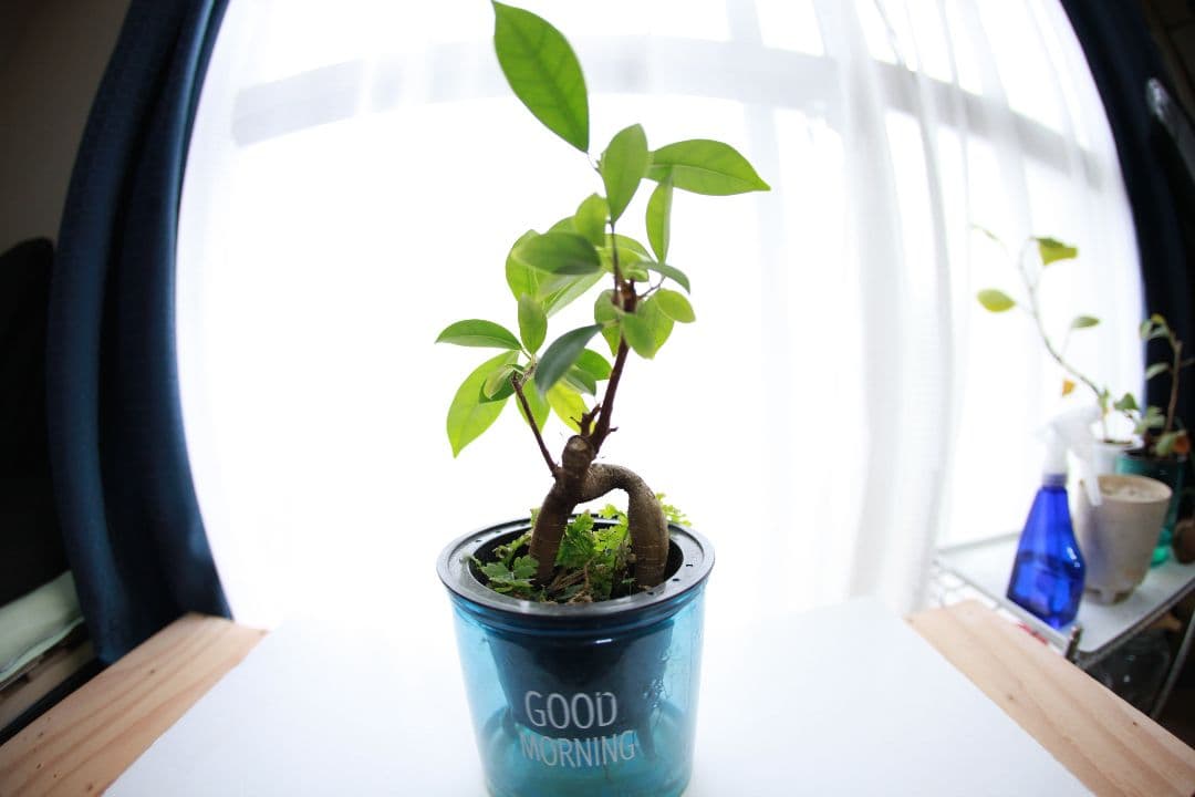 Canon EF 15mm F2.8 フィッシュアイ