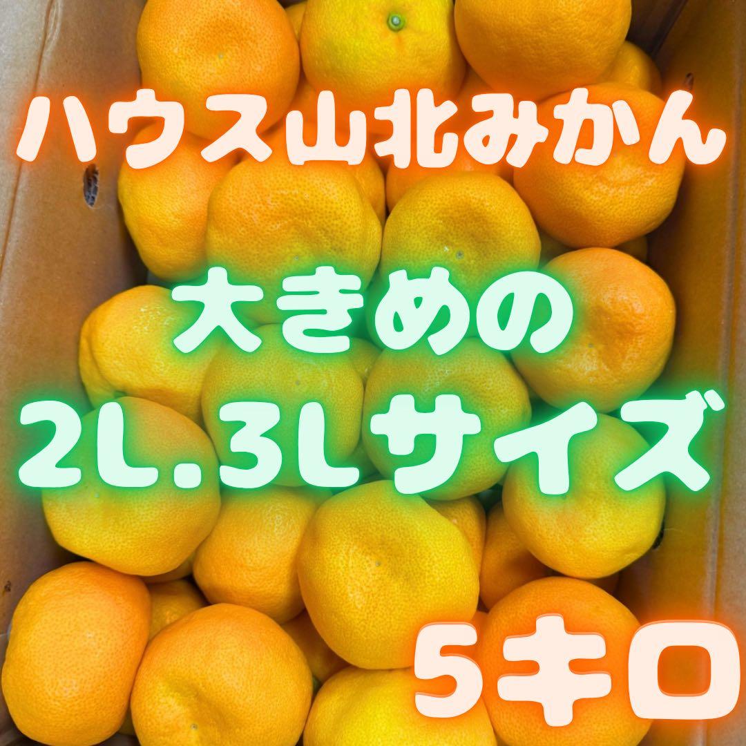 山北みかん　柑橘　5kg 01