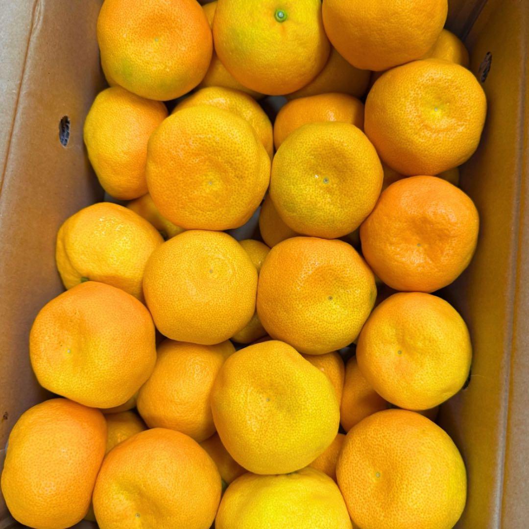 山北みかん　柑橘　5kg 01