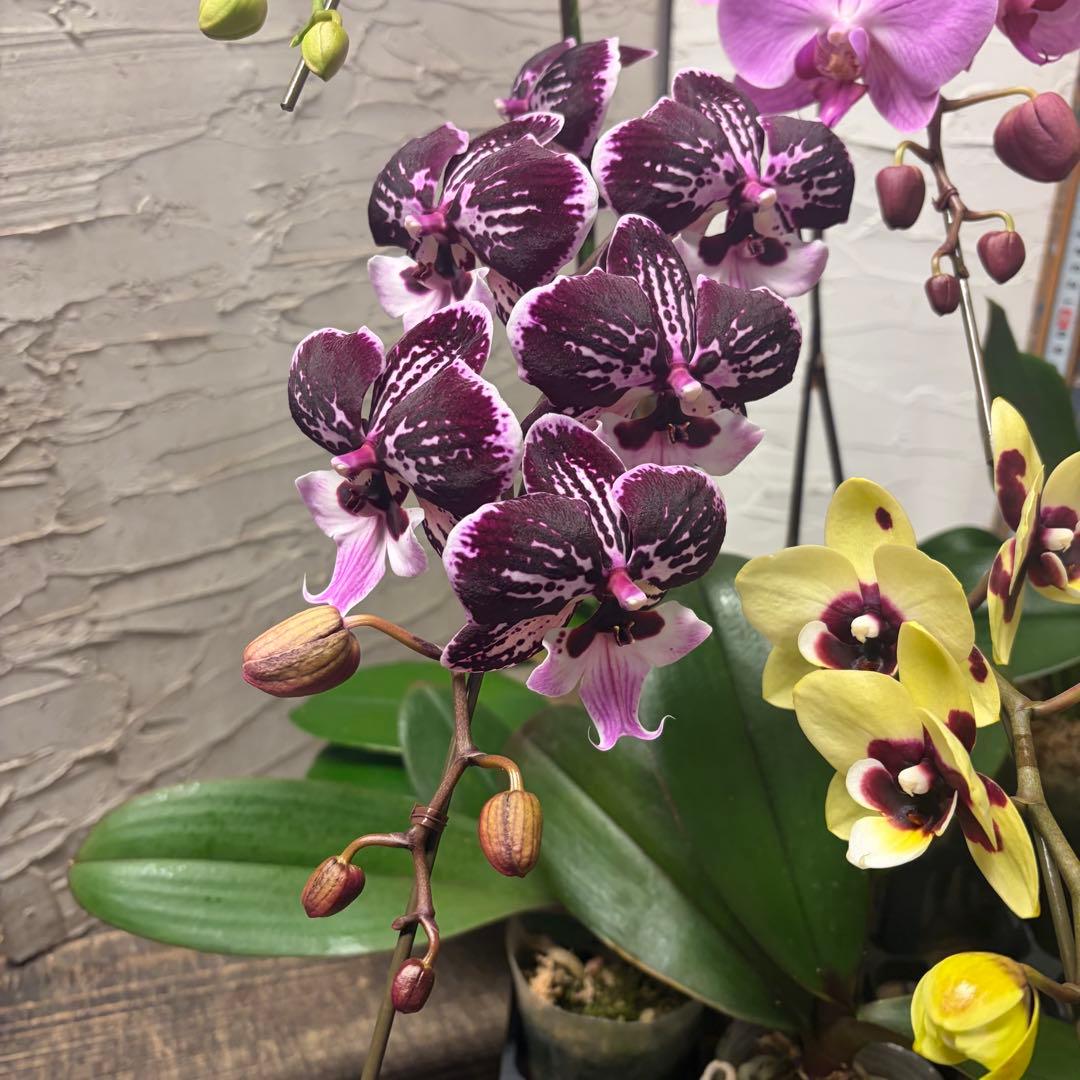 あ*み様 胡蝶蘭　8種8ポット ファレノプシス