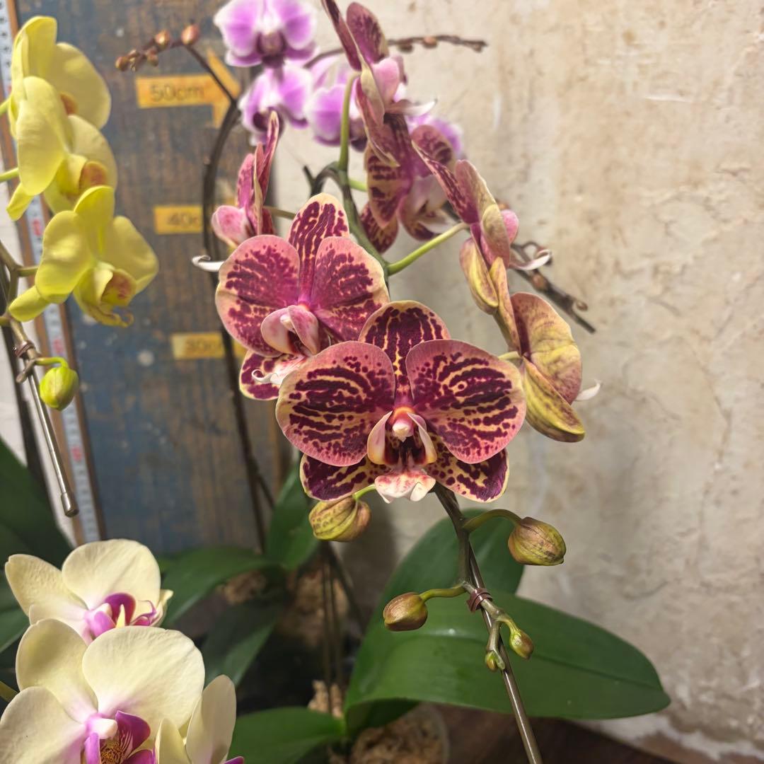 あ*み様 胡蝶蘭　8種8ポット ファレノプシス