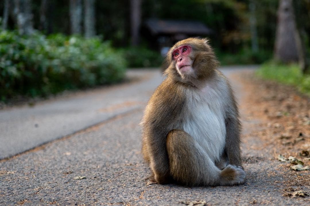 LUMIX 50mm S 1.8 並品　作例あり