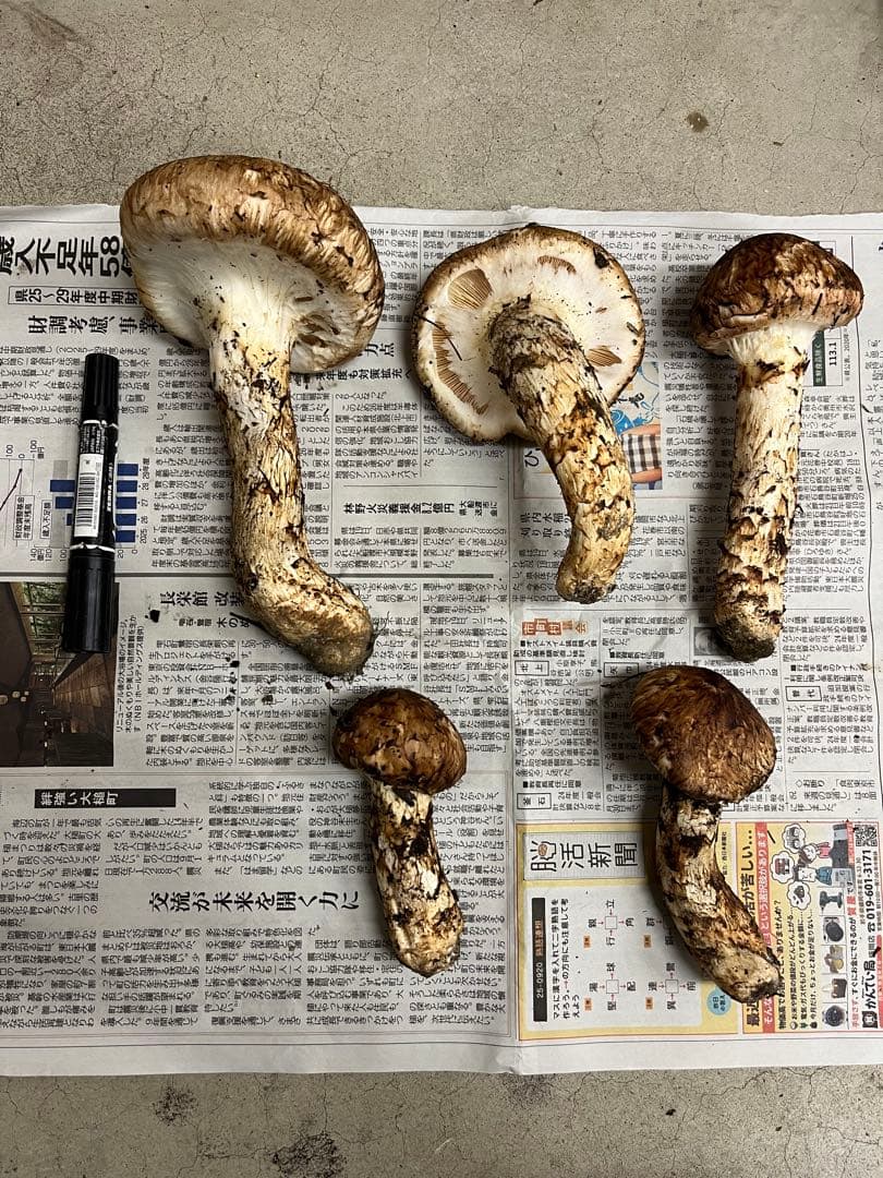岩手県産松茸　良型　1 今期最終