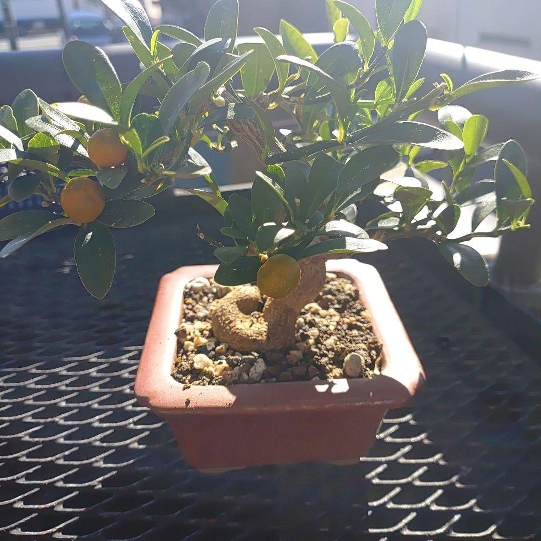 小品盆栽　金豆　キンズ