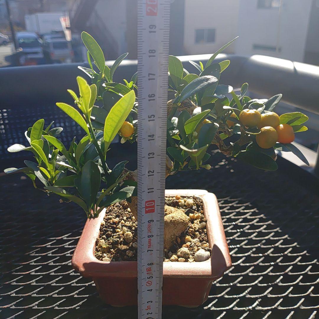 小品盆栽　金豆　キンズ