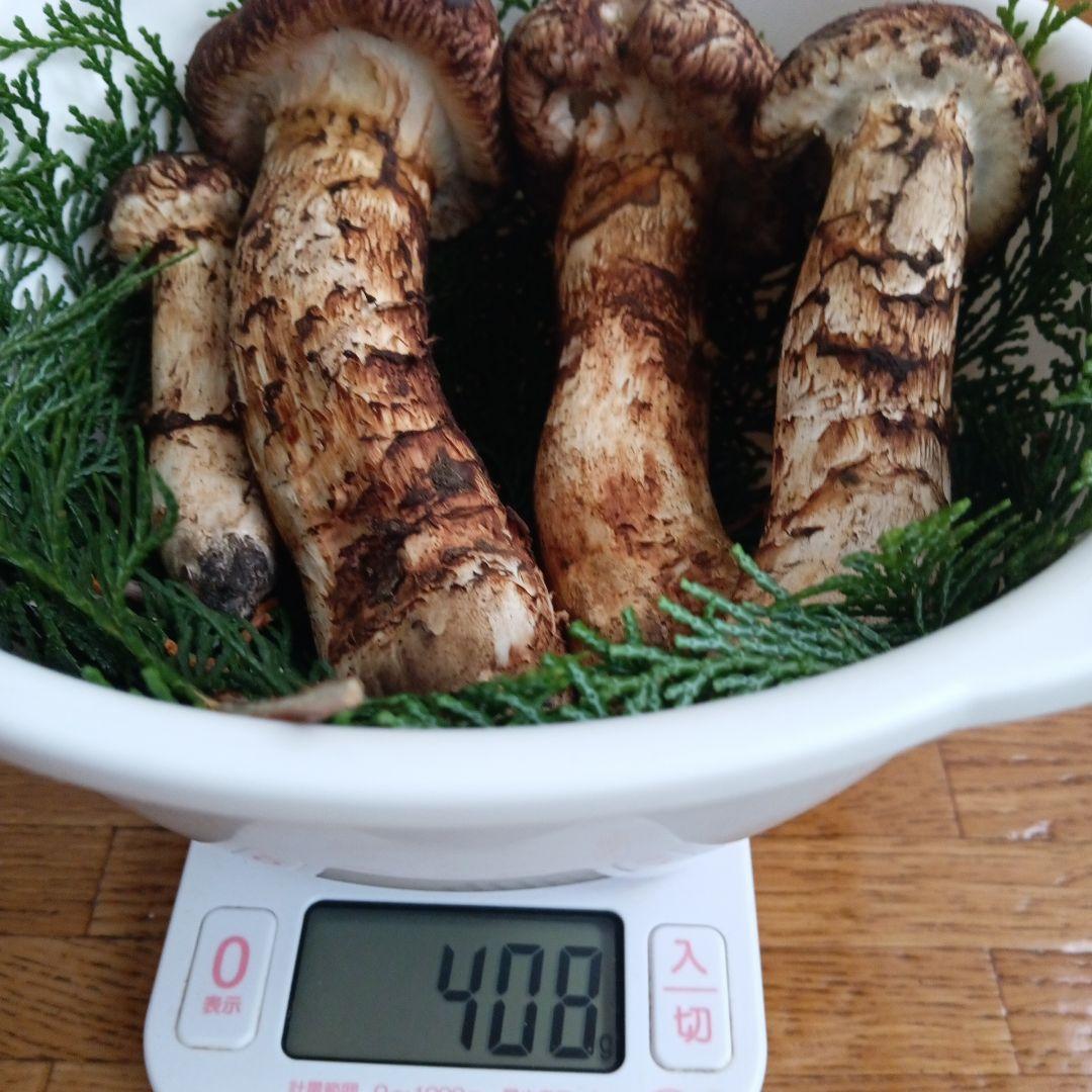 岩手県産 松茸　１０月１３日朝採れたて上物蕾から半開き ４０８ｇ