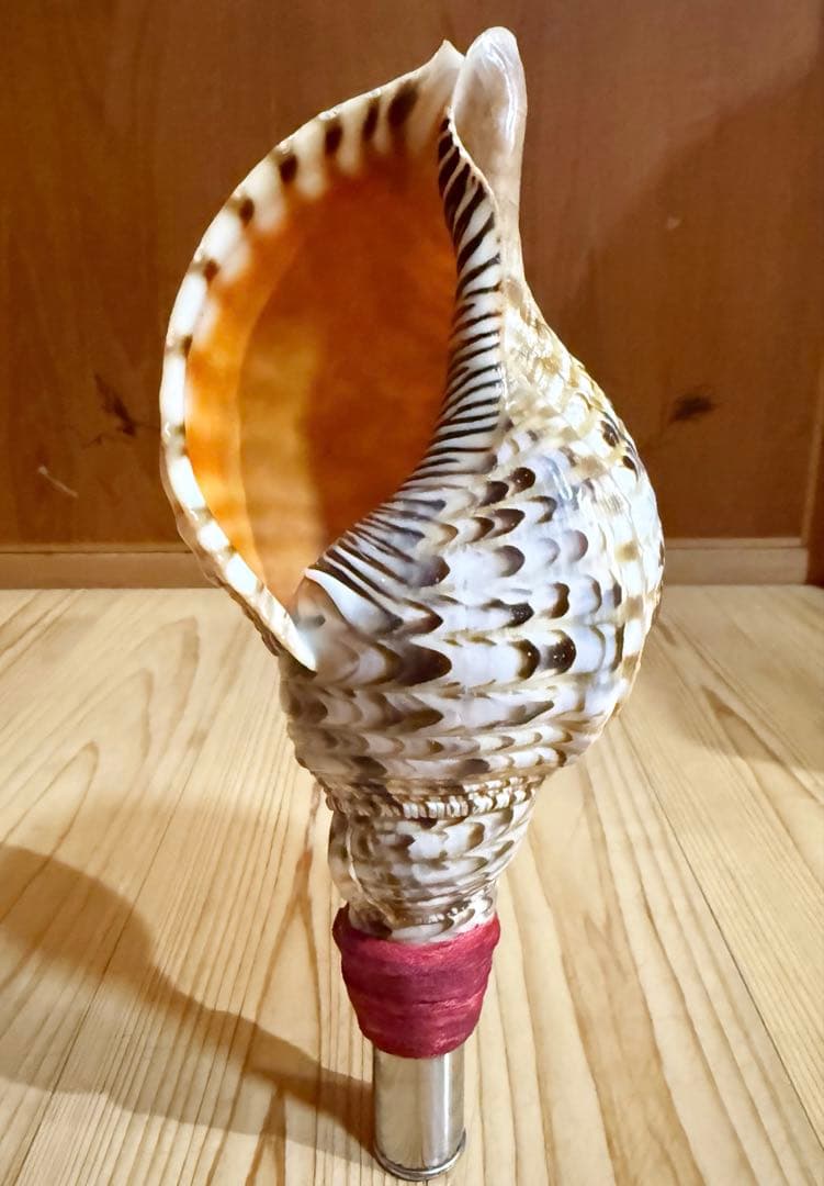 ミニ法螺貝　ほら貝　ホラガイ❣️赤紐付き