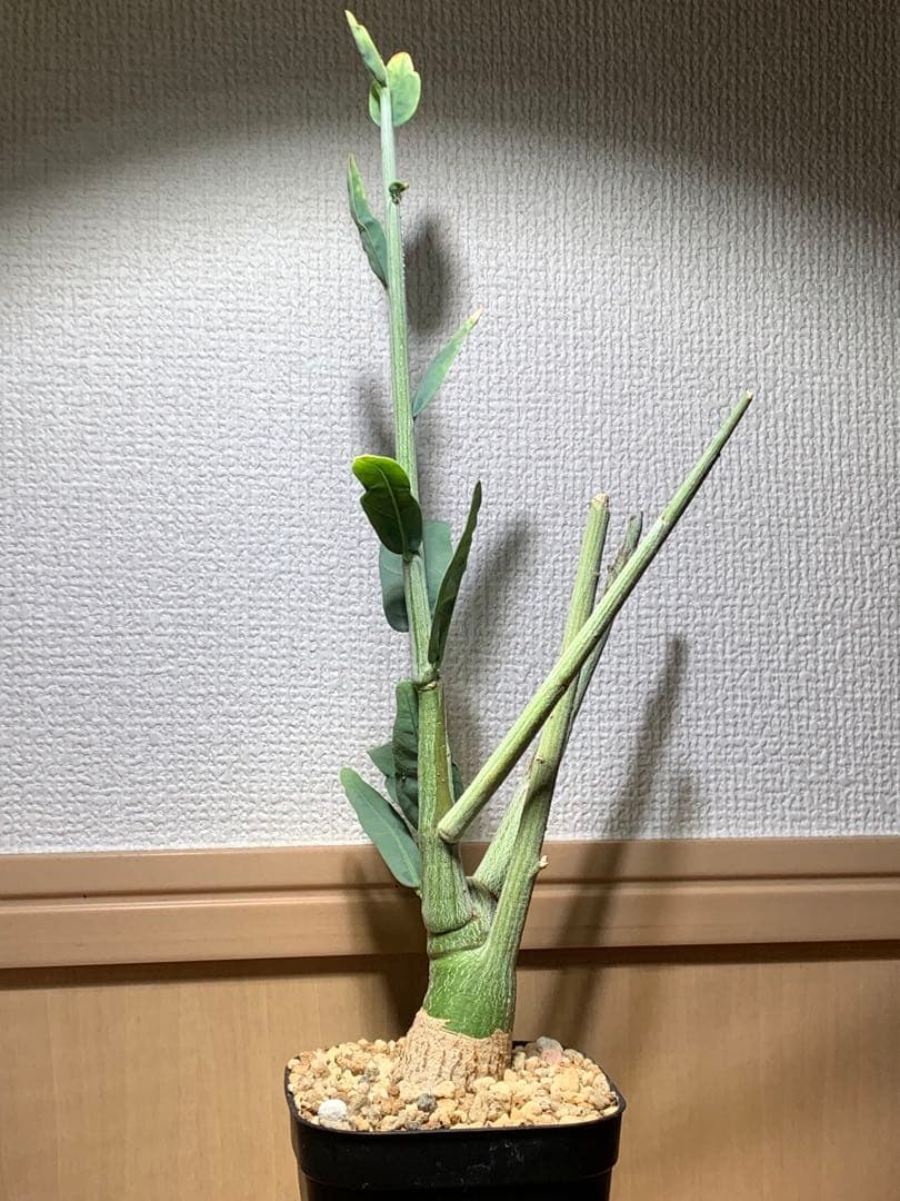 作り込み株 アデニア ペチュエリー　プレステラ110