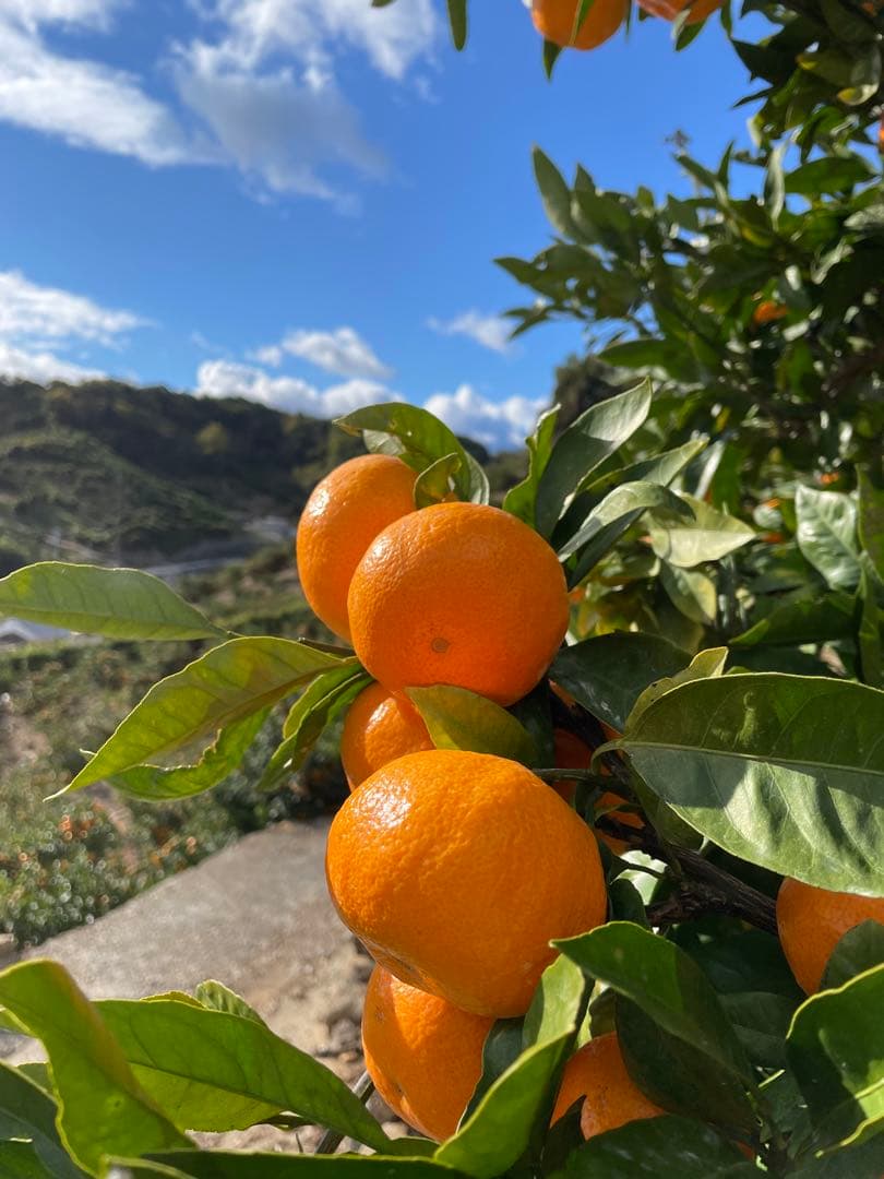 有田みかん　中生みかん　小玉　5キロ✖️4箱