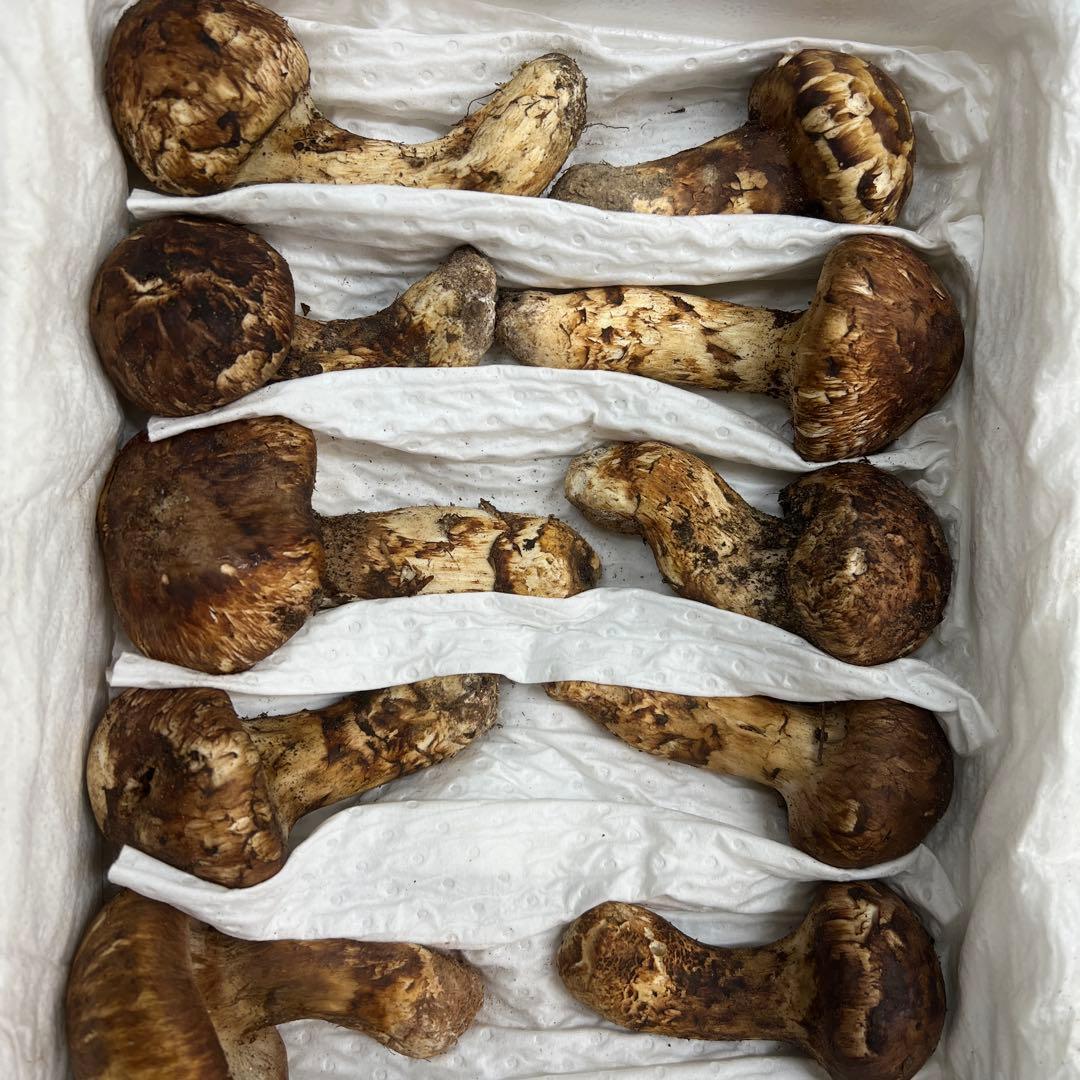 超新鮮な中国産松茸 つぼみ！綺麗！ 28本入り　 約1キロ入り