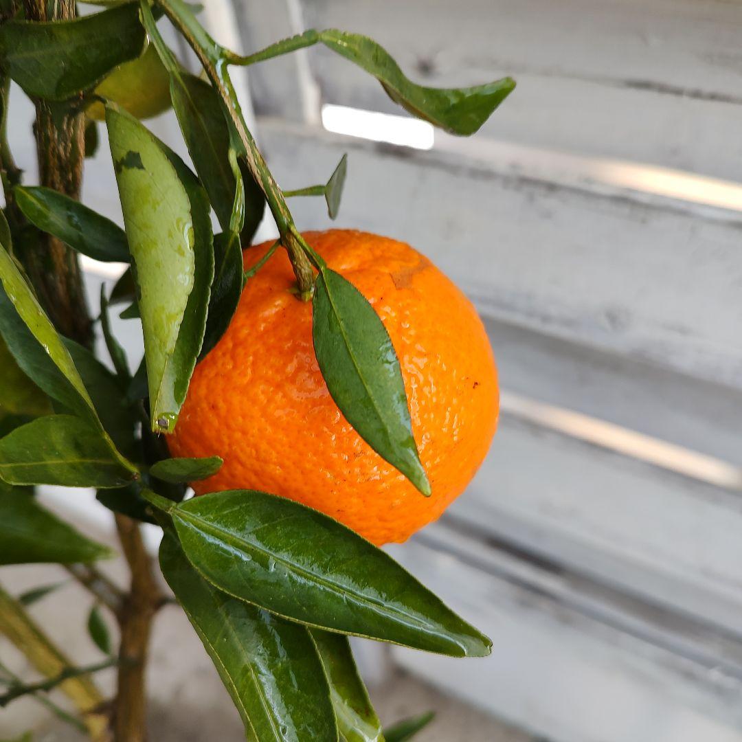 ロ*ゲ様 【04】津之輝 3年生 登録品種 実つき！