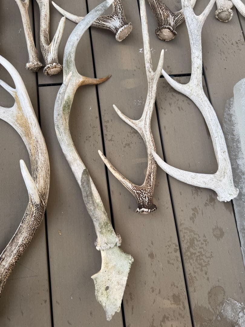 鹿の角 置物 インテリア装飾