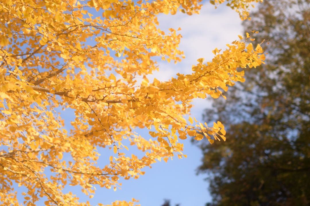 並品 SIGMA 50mm F1.4 EX DG HSM Nikon用