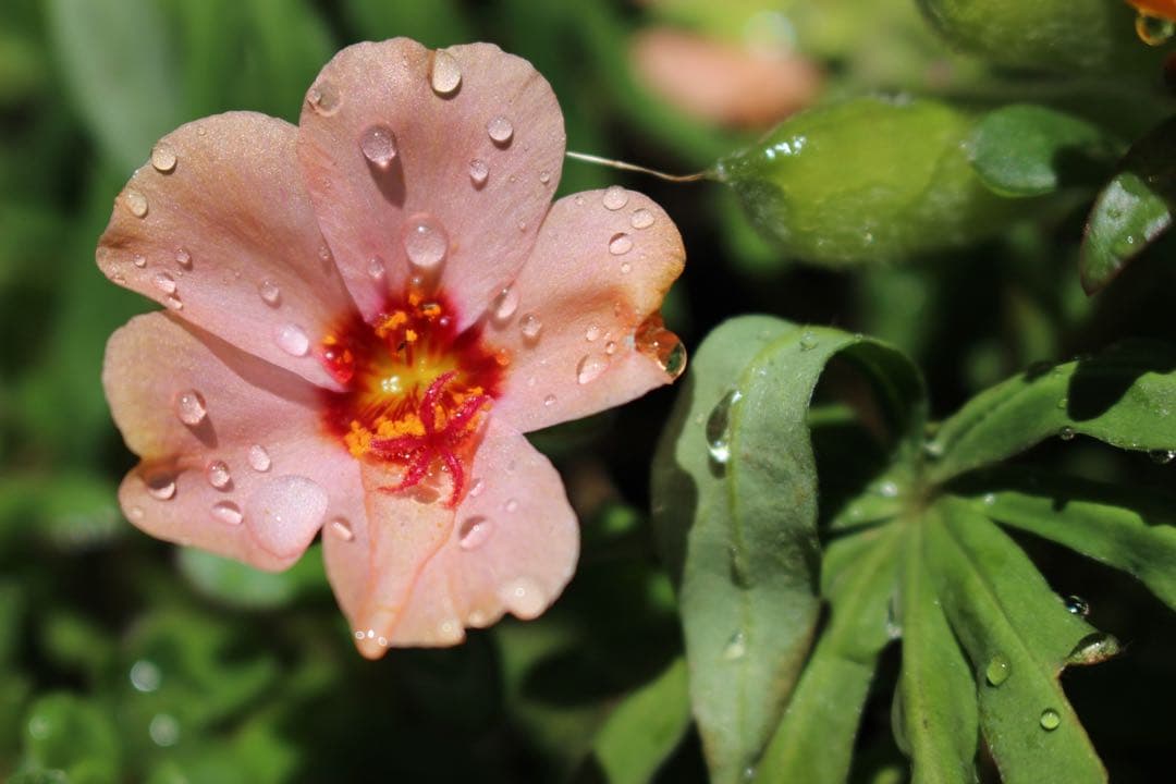 Canon Kiss X7ホワイト✨️静音AF＆手ブレ補正付きレンズセット♪