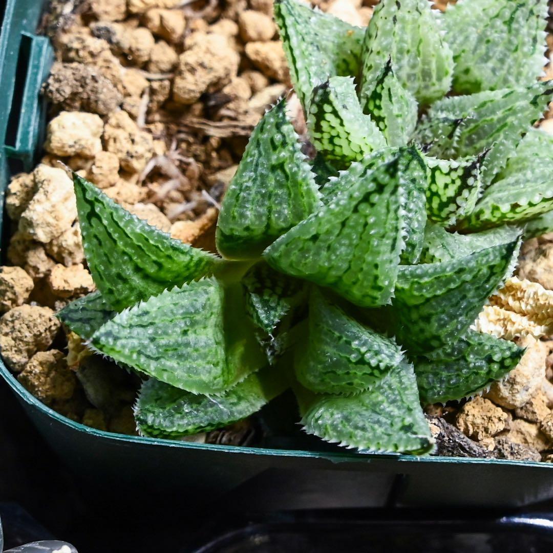 ゴ*ン様 ハオルチア ナイルの雫