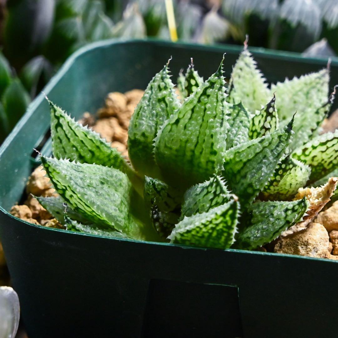 ゴ*ン様 ハオルチア ナイルの雫