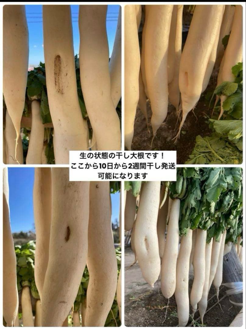 干し大根　宮崎県産　大根　箱込み20kg