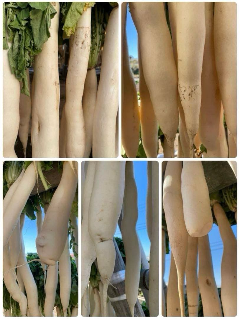 干し大根　宮崎県産　大根　箱込み20kg