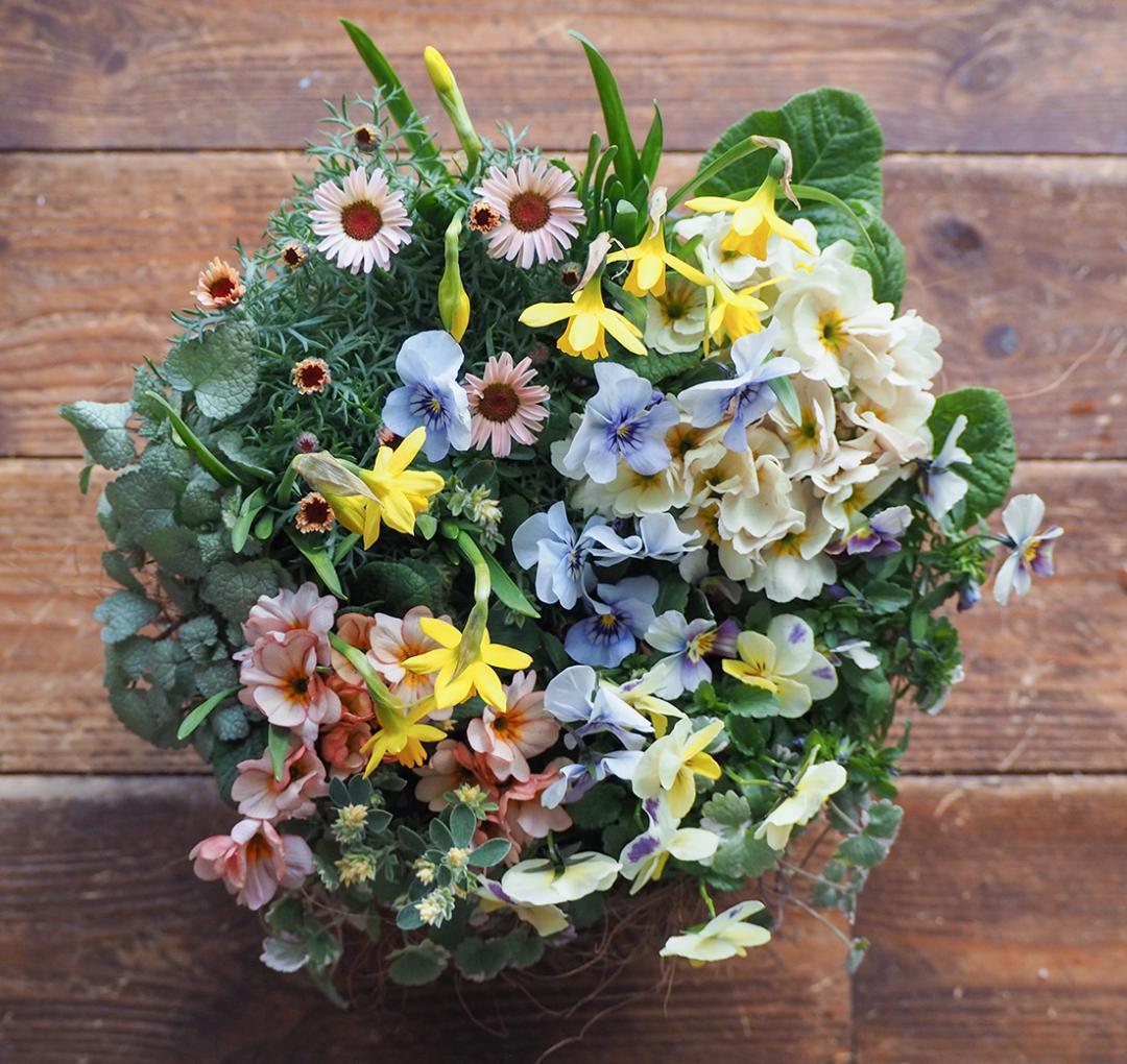 キュートなブリキポットの春色寄せ植え