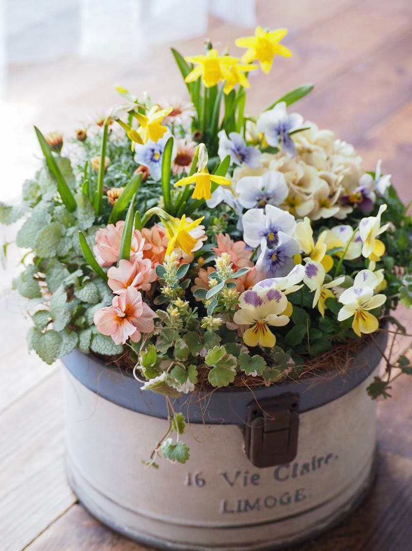 キュートなブリキポットの春色寄せ植え