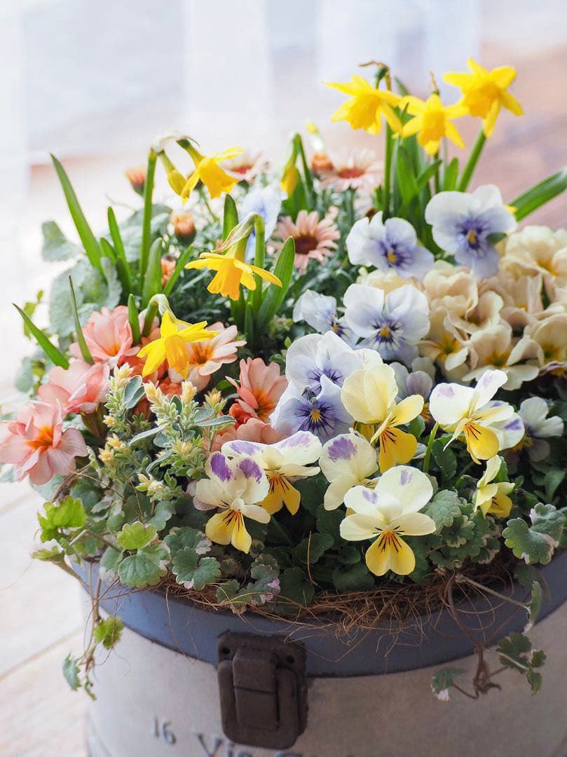 キュートなブリキポットの春色寄せ植え