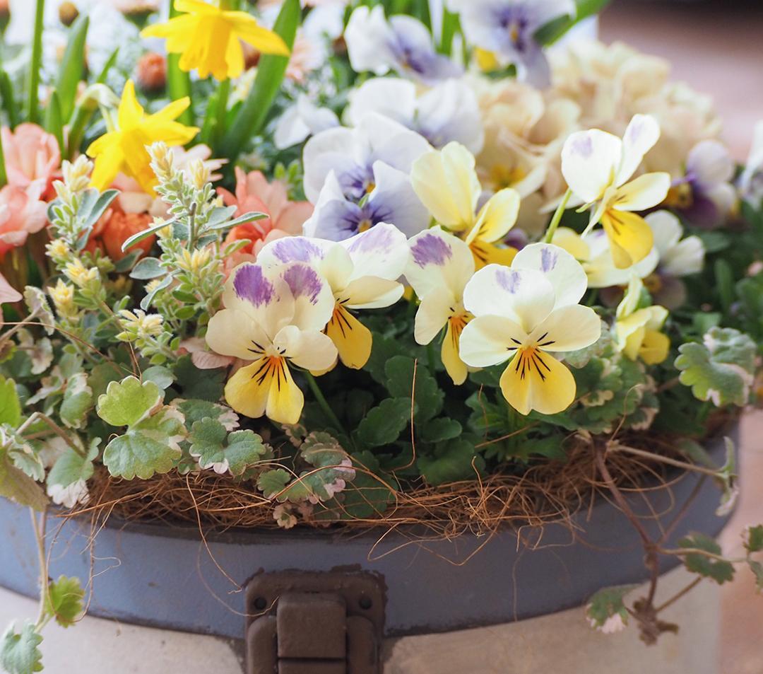 キュートなブリキポットの春色寄せ植え