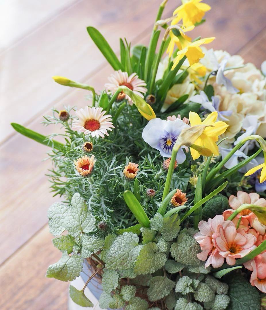 キュートなブリキポットの春色寄せ植え