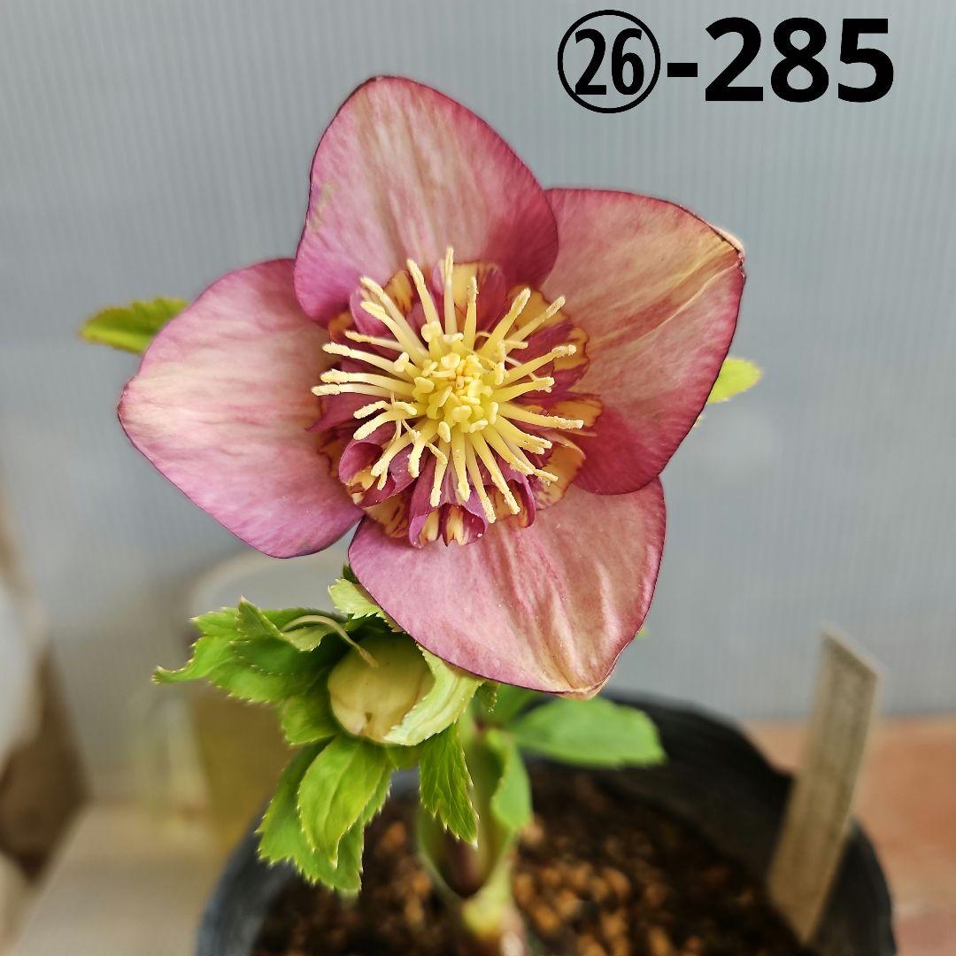 sunshine様ご購入苗㉖-285クリスマスローズ