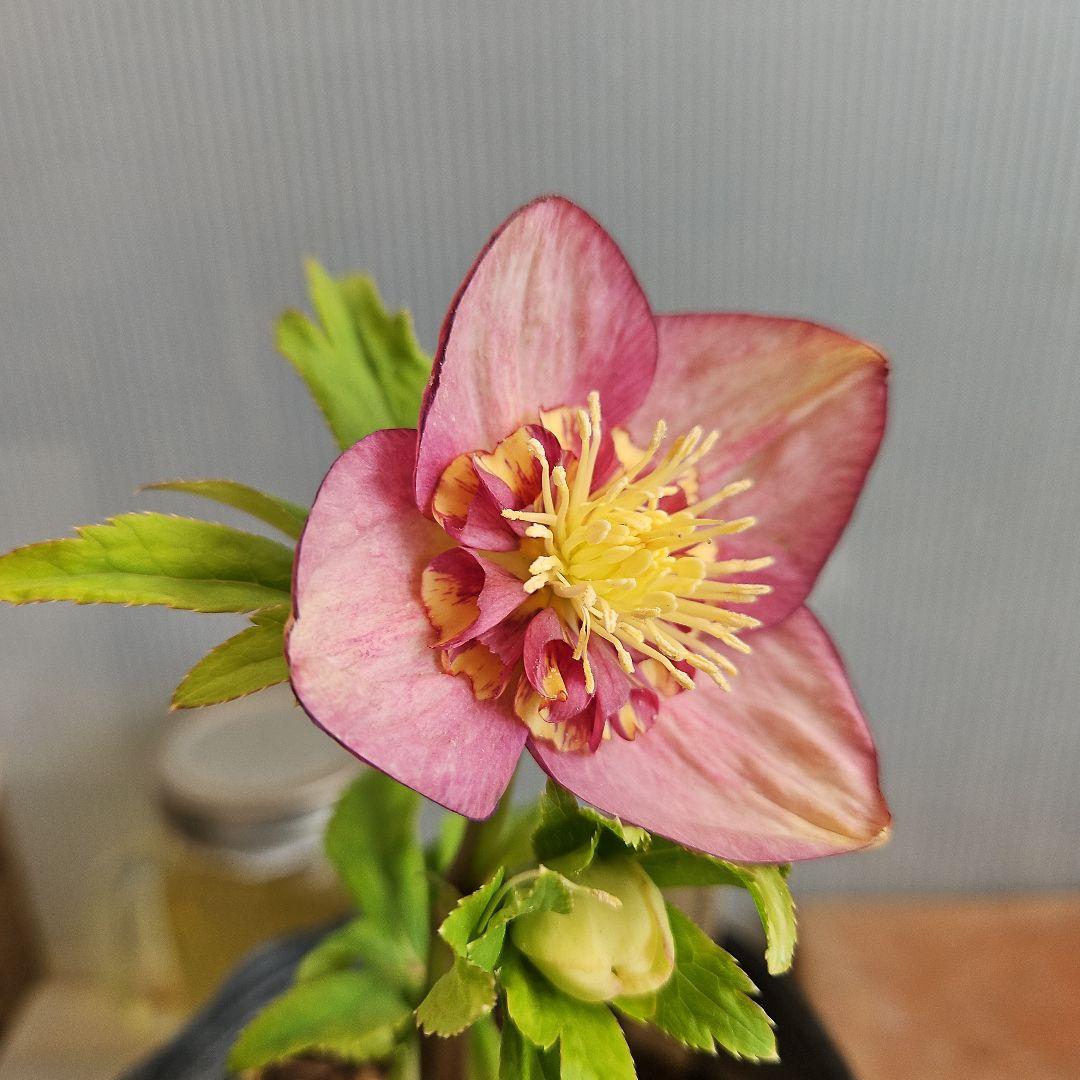 sunshine様ご購入苗㉖-285クリスマスローズ