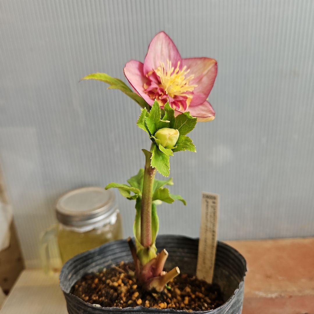 sunshine様ご購入苗㉖-285クリスマスローズ