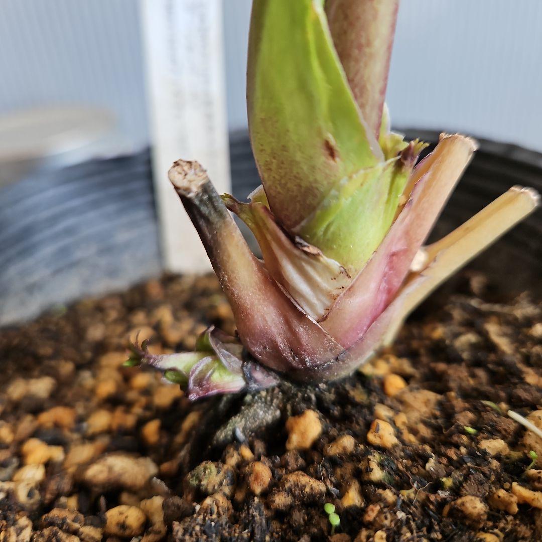 sunshine様ご購入苗㉖-285クリスマスローズ