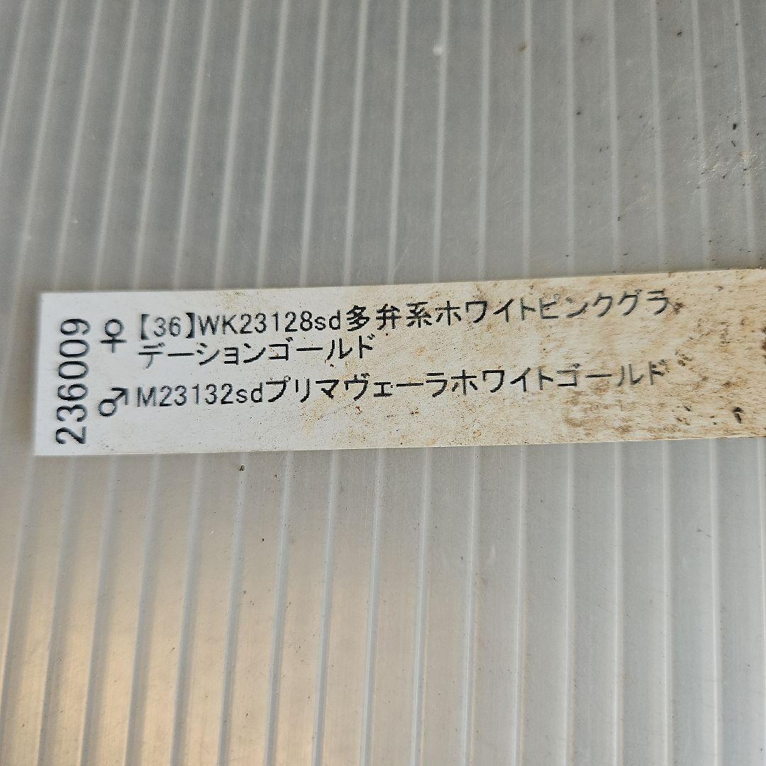 sunshine様ご購入苗㉖-285クリスマスローズ
