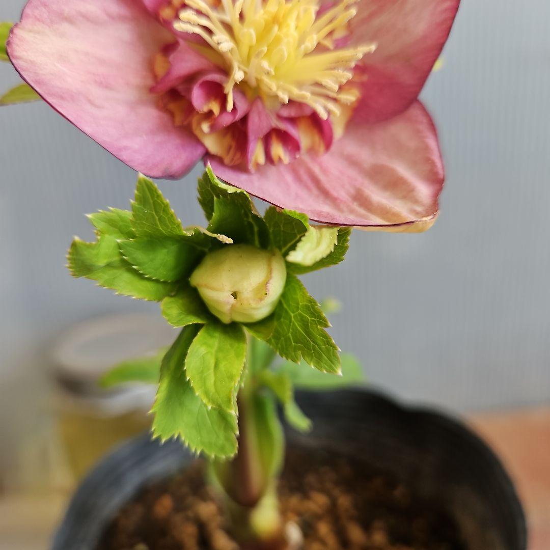 sunshine様ご購入苗㉖-285クリスマスローズ