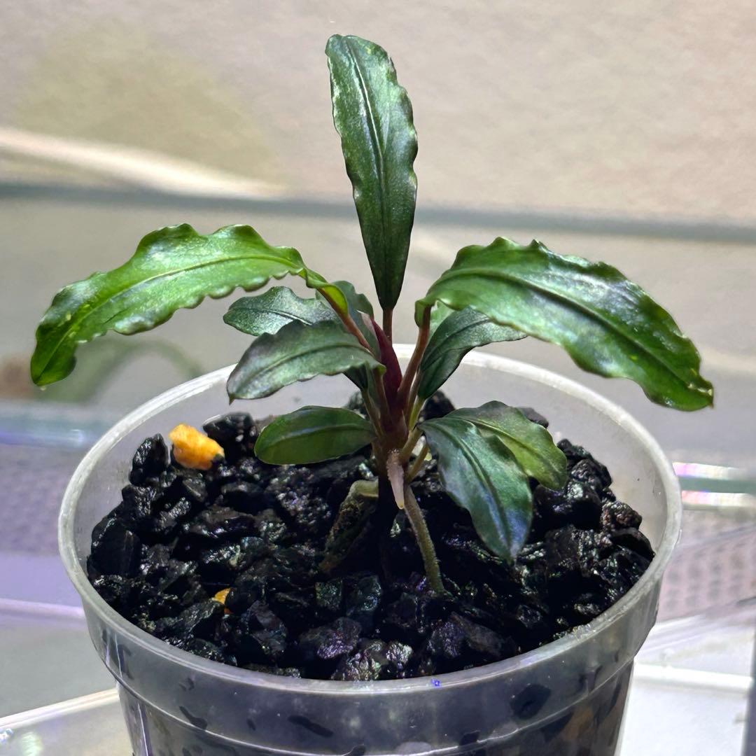 【現地消滅種❣️】ブセファランドラ sekadau 3【TB】斑入り