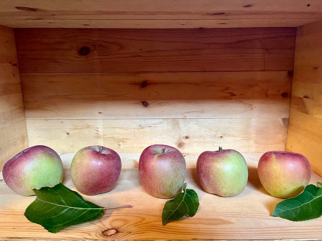 ダニエルムッチリー様オーダーページ