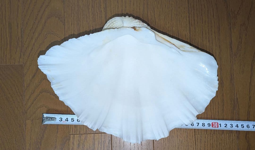 【約30cm】シャコガイ　シャコ貝