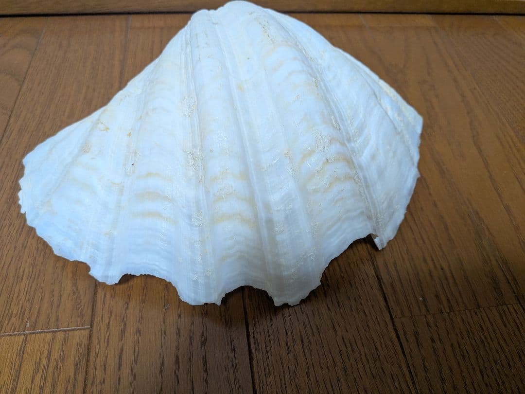 【約30cm】シャコガイ　シャコ貝