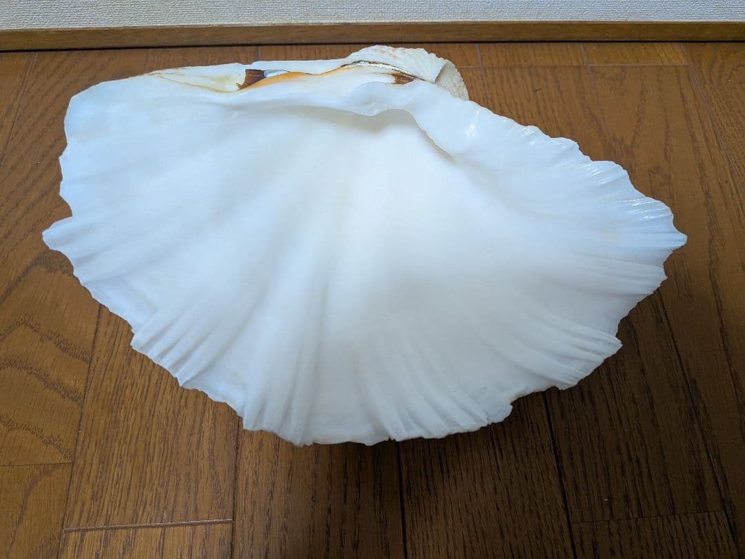 【約30cm】シャコガイ　シャコ貝