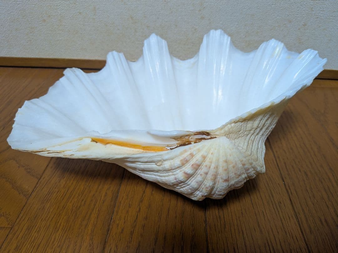 【約30cm】シャコガイ　シャコ貝