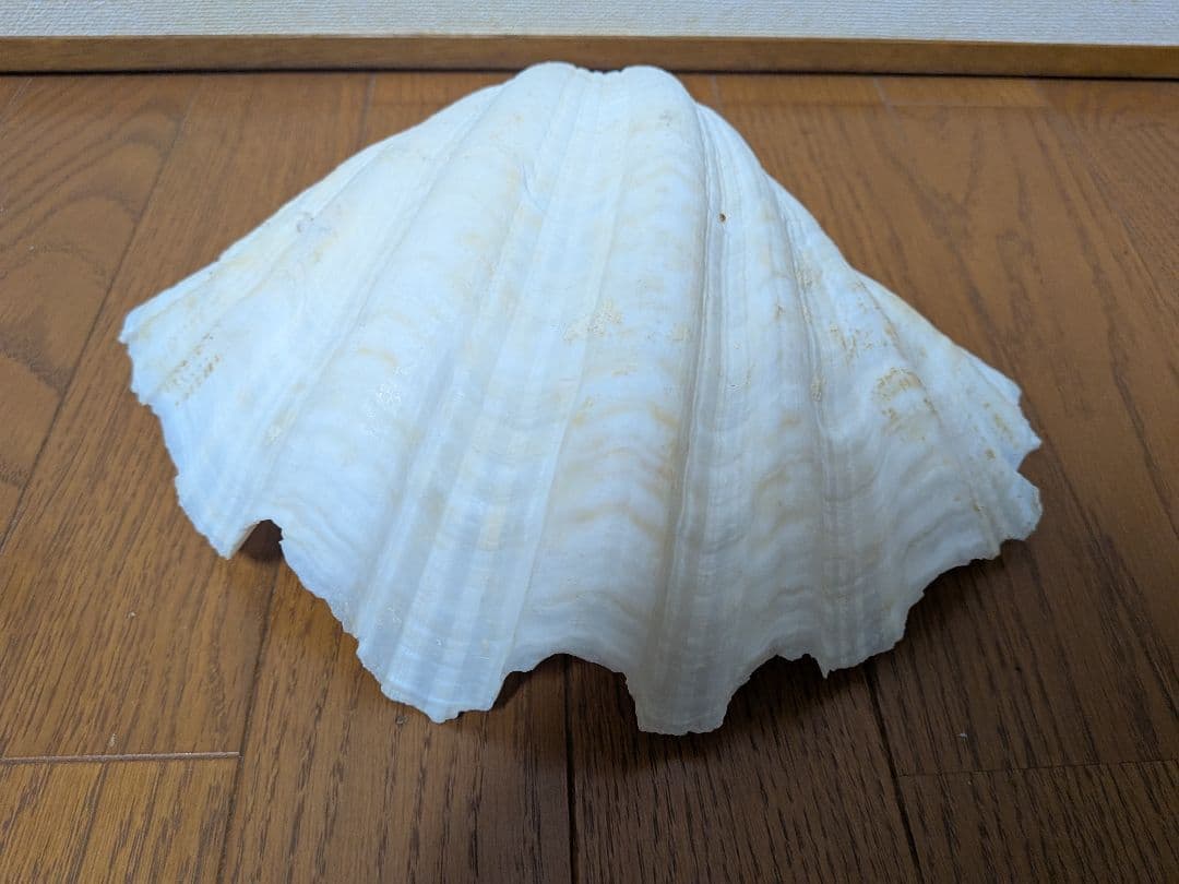 【約30cm】シャコガイ　シャコ貝