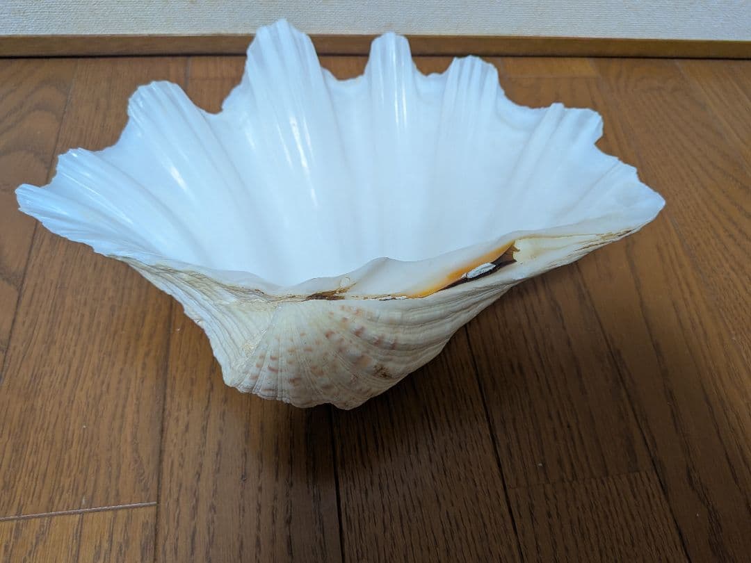 【約30cm】シャコガイ　シャコ貝