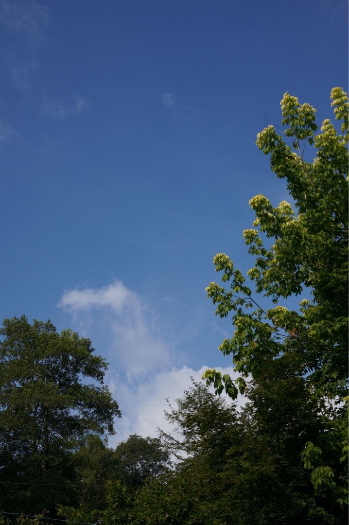 SIGMA 30mm F2.8 EX DN レンズ撮影画像有り