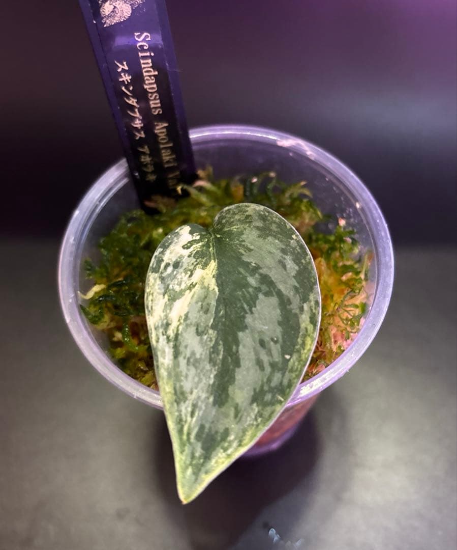 スキンダプサス　綺麗な　セットL2