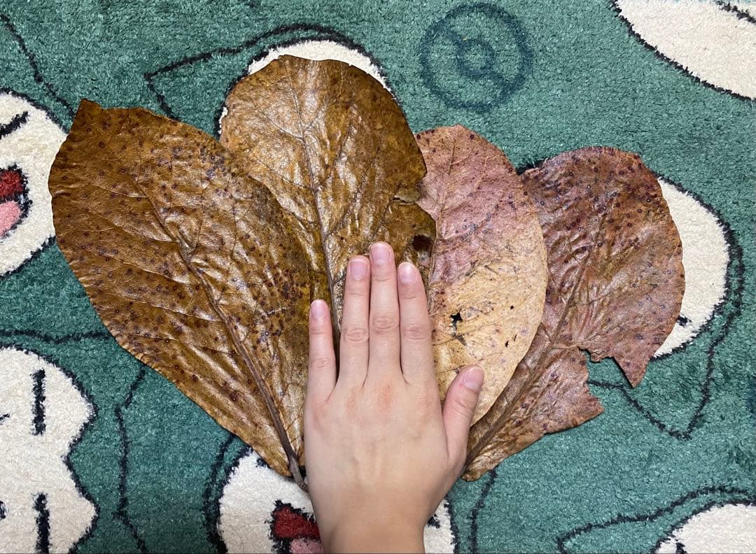 沖縄県やんばる産マジックリーフ 2kg UV殺菌灯照射済み①